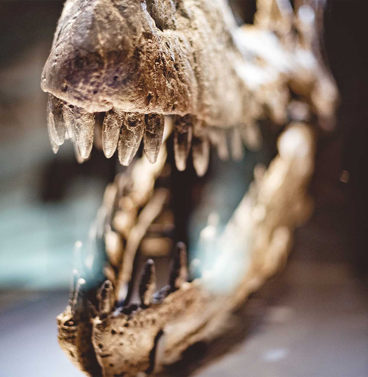 Picture of a large dinosaur skull with teeth